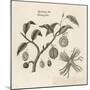 Myristica, Diagramatical Representation of the Various Parts of the Nutmeg Tree-null-Mounted Art Print