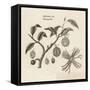 Myristica, Diagramatical Representation of the Various Parts of the Nutmeg Tree-null-Framed Stretched Canvas