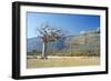 Myrrh Tree-Diccon Alexander-Framed Photographic Print