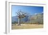 Myrrh Tree-Diccon Alexander-Framed Photographic Print