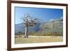 Myrrh Tree-Diccon Alexander-Framed Photographic Print