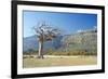 Myrrh Tree-Diccon Alexander-Framed Photographic Print