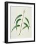 Myrtaceae Old Leaves of Blue Gum Eucalyptus Globulus-null-Framed Giclee Print