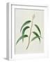 Myrtaceae Old Leaves of Blue Gum Eucalyptus Globulus-null-Framed Giclee Print