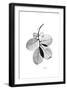 Myrtle Leaves in Black and White Close Up-Albert Koetsier-Framed Art Print