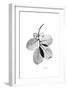 Myrtle Leaves in Black and White Close Up-Albert Koetsier-Framed Art Print