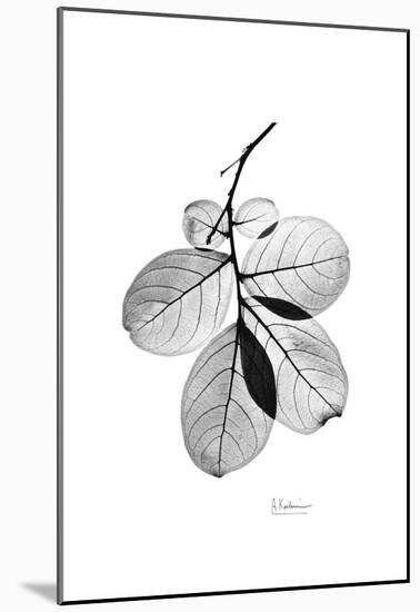 Myrtle Leaves in Black and White Close Up-Albert Koetsier-Mounted Art Print