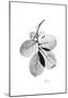 Myrtle Leaves in Black and White Close Up-Albert Koetsier-Mounted Art Print