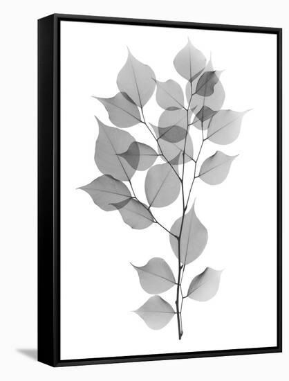 Myrtle Tree L182-Albert Koetsier-Framed Stretched Canvas