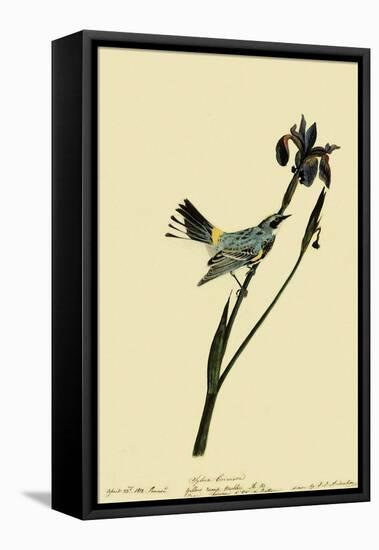 Myrtle Warbler-John James Audubon-Framed Stretched Canvas