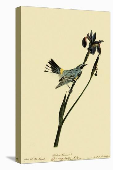 Myrtle Warbler-John James Audubon-Stretched Canvas