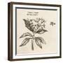 Myrtus Pimenta Jamaica Pepper-null-Framed Art Print