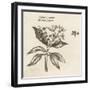 Myrtus Pimenta Jamaica Pepper-null-Framed Art Print