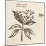 Myrtus Pimenta Jamaica Pepper-null-Mounted Art Print