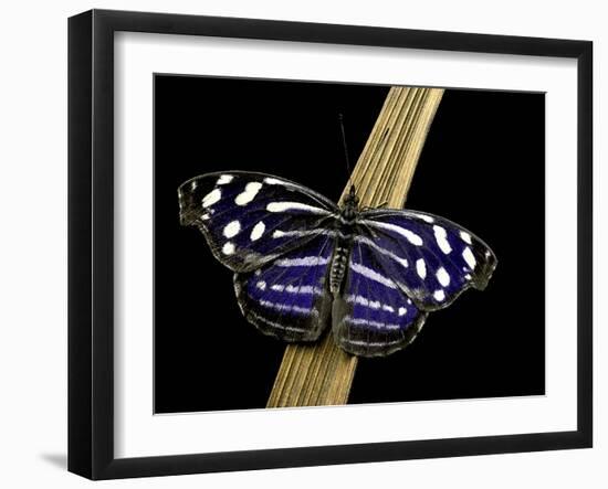 Myscelia Cyaniris (Blue Wave, Blue-Banded Purplewing, Tropical Blue Wave, Whitened Bluewing, Royal-Paul Starosta-Framed Photographic Print