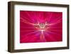 Mysterious Alien Form Magnetic Fields in the Red Sky. Fractal Art Graphics-Artem Volkov-Framed Photographic Print