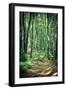 Mysterious Dark Forest near Rzeszow, Poland-mffoto-Framed Photographic Print