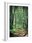 Mysterious Dark Forest near Rzeszow, Poland-mffoto-Framed Photographic Print