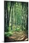 Mysterious Dark Forest near Rzeszow, Poland-mffoto-Mounted Photographic Print