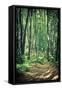 Mysterious Dark Forest near Rzeszow, Poland-mffoto-Framed Stretched Canvas