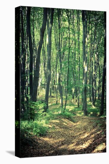 Mysterious Dark Forest near Rzeszow, Poland-mffoto-Stretched Canvas