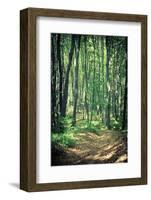 Mysterious Dark Forest near Rzeszow, Poland-mffoto-Framed Photographic Print