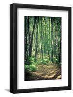 Mysterious Dark Forest near Rzeszow, Poland-mffoto-Framed Photographic Print