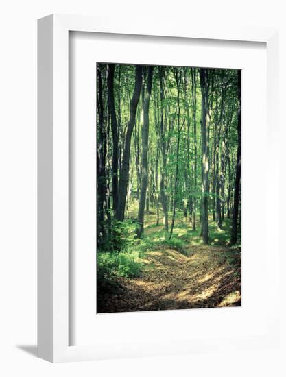 Mysterious Dark Forest near Rzeszow, Poland-mffoto-Framed Photographic Print