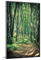 Mysterious Dark Forest near Rzeszow, Poland-mffoto-Mounted Photographic Print