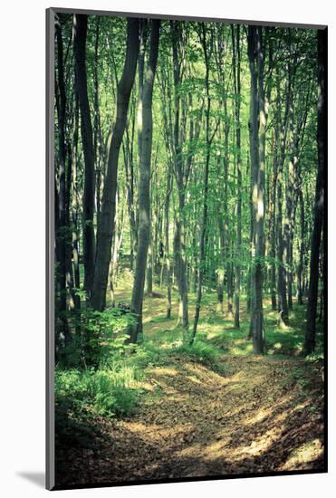 Mysterious Dark Forest near Rzeszow, Poland-mffoto-Mounted Photographic Print