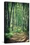 Mysterious Dark Forest near Rzeszow, Poland-mffoto-Stretched Canvas