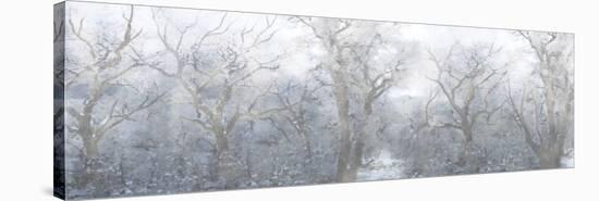 Mysterious Forest-Marcus Prime-Stretched Canvas