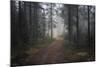 Mysterious Pathway-Andreas Stridsberg-Mounted Giclee Print