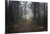 Mysterious Pathway-Andreas Stridsberg-Mounted Giclee Print