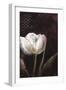 Mysterious Tulip-Rikki Drotar-Framed Giclee Print