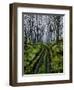 Mysterious Unknown-Cherie Roe Dirksen-Framed Giclee Print