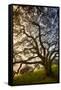 Mysterious Winter Oak, Petaluma, Sonoma County-Vincent James-Framed Stretched Canvas