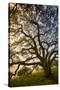 Mysterious Winter Oak, Petaluma, Sonoma County-Vincent James-Stretched Canvas