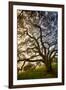 Mysterious Winter Oak, Petaluma, Sonoma County-Vincent James-Framed Photographic Print