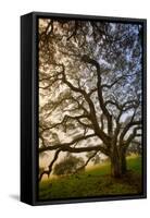 Mysterious Winter Oak, Petaluma, Sonoma County-Vincent James-Framed Stretched Canvas