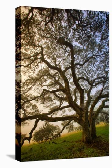 Mysterious Winter Oak, Petaluma, Sonoma County-Vincent James-Stretched Canvas