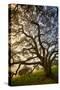 Mysterious Winter Oak, Petaluma, Sonoma County-Vincent James-Stretched Canvas