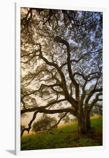 Mysterious Winter Oak, Petaluma, Sonoma County-Vincent James-Framed Photographic Print