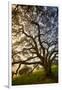 Mysterious Winter Oak, Petaluma, Sonoma County-Vincent James-Framed Photographic Print