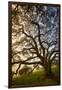 Mysterious Winter Oak, Petaluma, Sonoma County-Vincent James-Framed Photographic Print