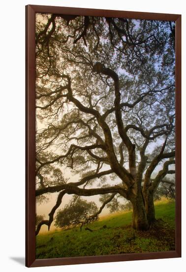 Mysterious Winter Oak, Petaluma, Sonoma County-Vincent James-Framed Photographic Print
