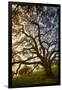 Mysterious Winter Oak, Petaluma, Sonoma County-Vincent James-Framed Photographic Print