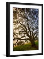 Mysterious Winter Oak, Petaluma, Sonoma County-Vincent James-Framed Photographic Print