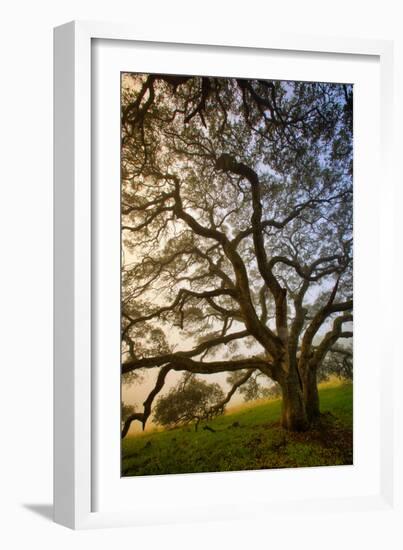 Mysterious Winter Oak, Petaluma, Sonoma County-Vincent James-Framed Photographic Print