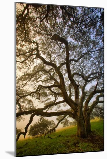 Mysterious Winter Oak, Petaluma, Sonoma County-Vincent James-Mounted Photographic Print